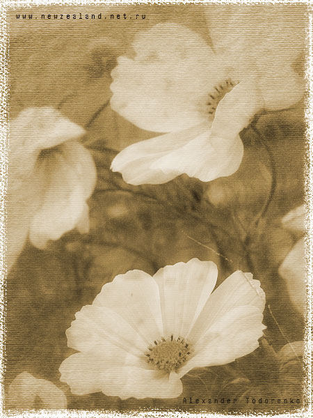 Стилизация под старую фотографию, Auckland, New Zealand