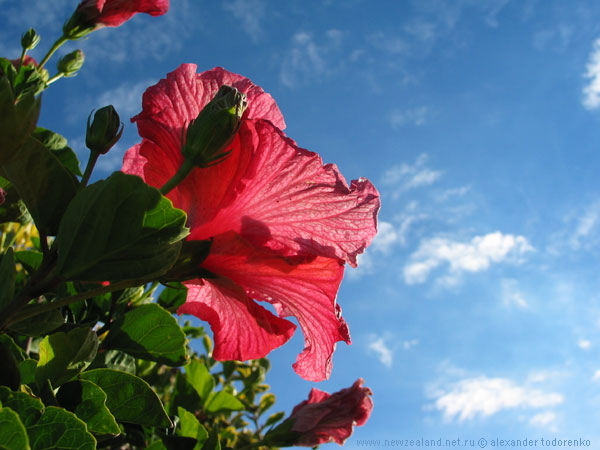 Sky Flower, Auckland, New Zealand