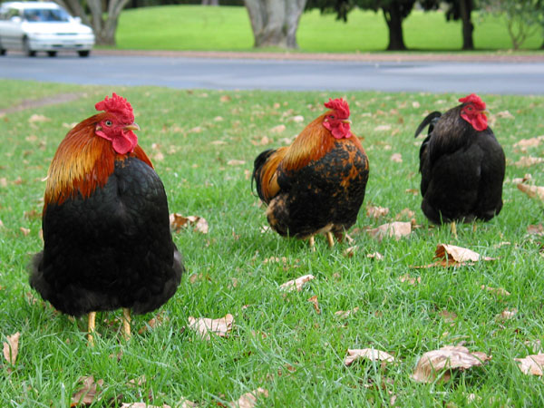 Три самурая, One Tree Hill Domain, Auckland, New Zealand
