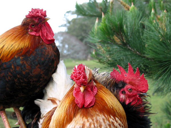 Обожают фотографироваться, One Tree Hill Domain, Auckland, New Zealand