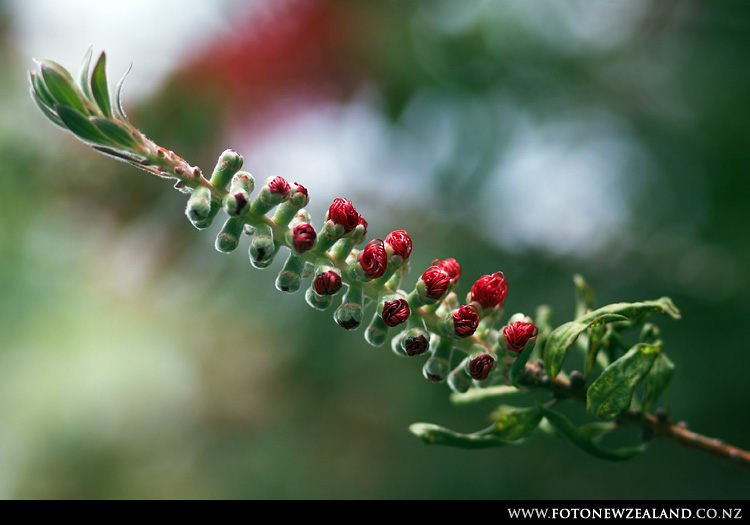 Нераспустившийся цветок Bottlebrush Tree, Auckland, New Zealand