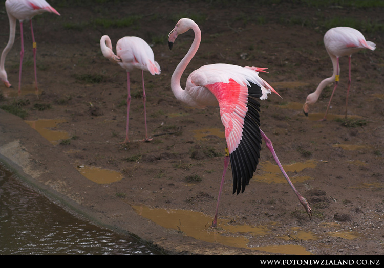 Фламинго протягивает ножки, Auckland Zoo, New Zealand