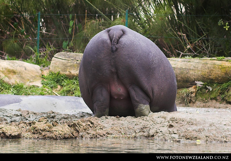 Гип-попa-там, Auckland Zoo, New Zealand