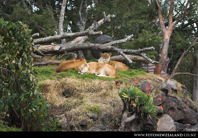 Кажется, лев заметил пищу, Auckland Zoo, New Zealand