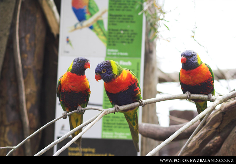Viewsonic, Auckland Zoo, New Zealand