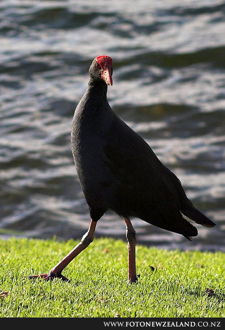 Pukeko. Дамочка в черном у водоема, Lake Pupuke, Auckland, New Zealand