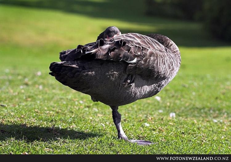 Асана, Lake Pupuke, Auckland, New Zealand