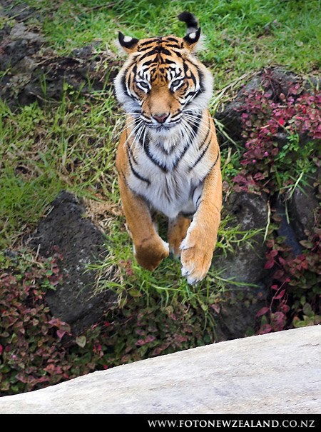 Меланхолично летящий тигр, Auckland Zoo, New Zealand
