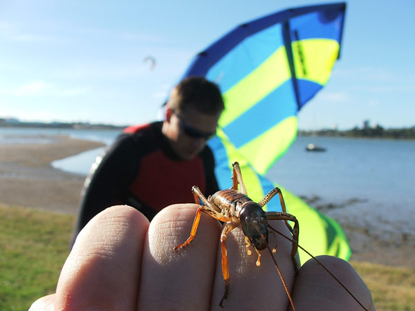 Кузнечик Weta прибыл с нами из дому, прицепившись к гидрокостюму, Bayswater, Auckland, New Zealand