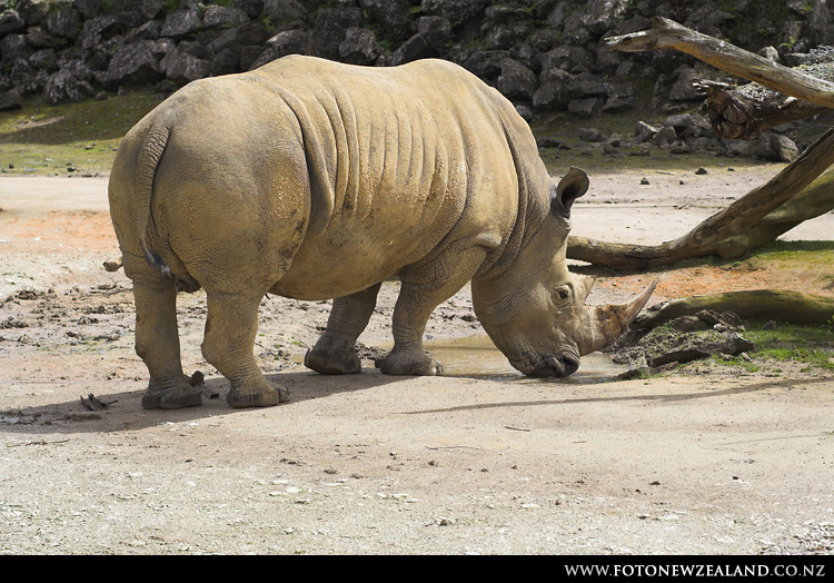 Белый носорог, Auckland Zoo, New Zealand