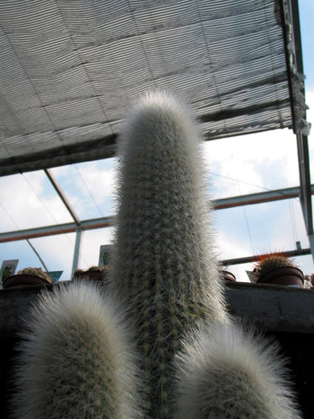 Cactus Vulgaris, Silverdale, Окленд, Новая Зеландия (Silverdale, Auckland, New Zealand)