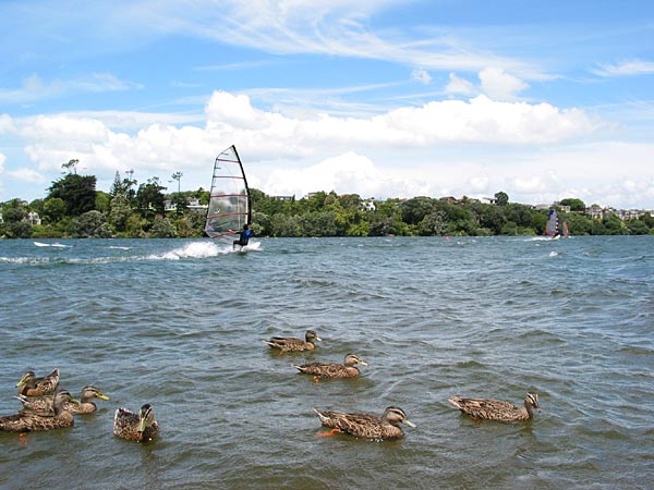 Окленд, Новая Зеландия (Auckland, New Zealand)