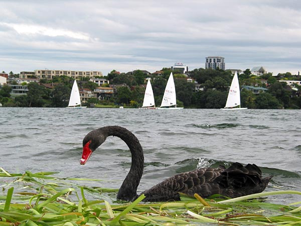 Окленд, Новая Зеландия (Auckland, New Zealand)