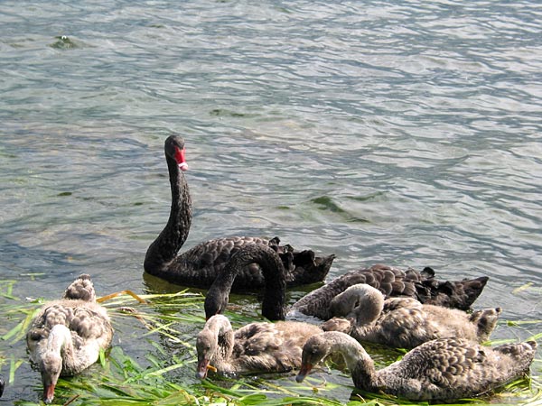 Окленд, Новая Зеландия (Auckland, New Zealand)