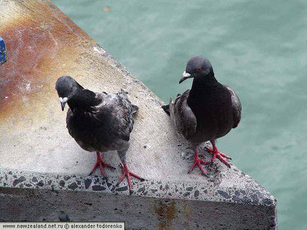 Голуби, Окленд, Новая Зеландия (Auckland, New Zealand)