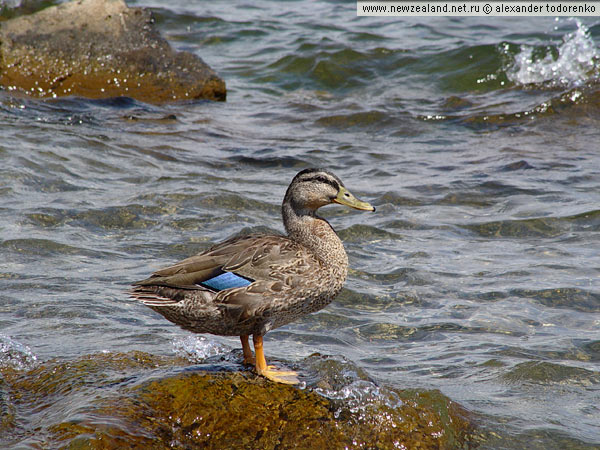 Уточка, Lake Pupuke, Окленд, Новая Зеландия (Lake Pupuke, Auckland, New Zealand)