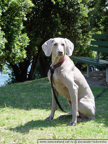 Веймаранер, Lake Pupuke, Окленд, Новая Зеландия (Lake Pupuke, Auckland, New Zealand)