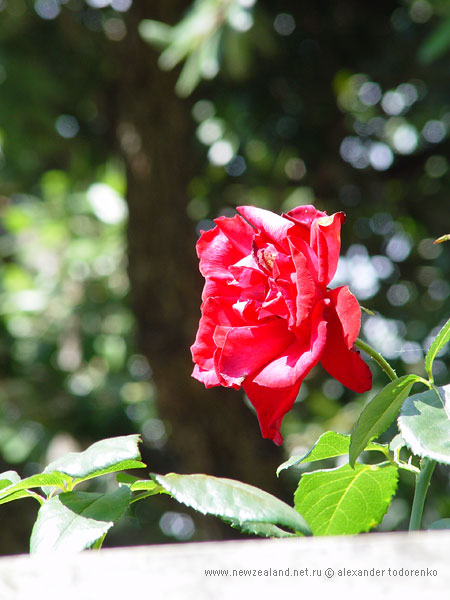 Роза, Окленд, Новая Зеландия (Auckland, New Zealand)