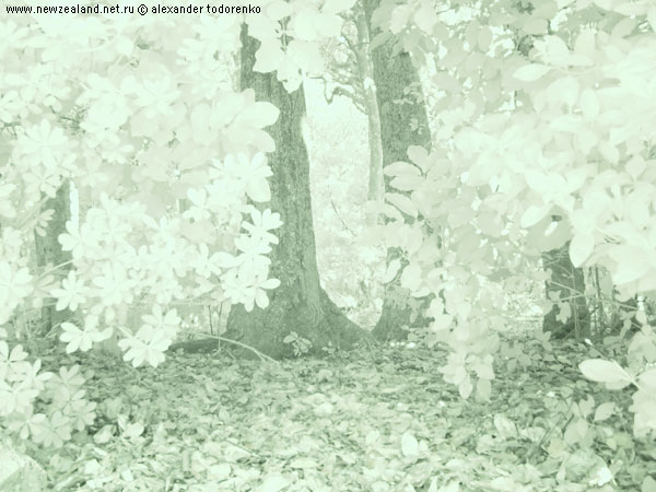 Режим Nightshot в дневное время, Окленд, Новая Зеландия (Auckland, New Zealand)
