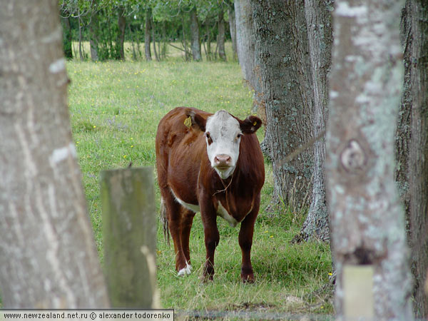 Новозеландские быки носят серьги, Окленд, Новая Зеландия (Auckland, New Zealand)