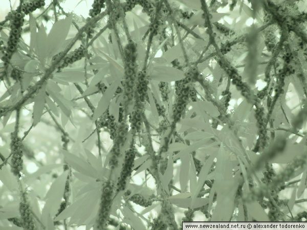 Режим Nightshot, Окленд, Новая Зеландия (Auckland, New Zealand)