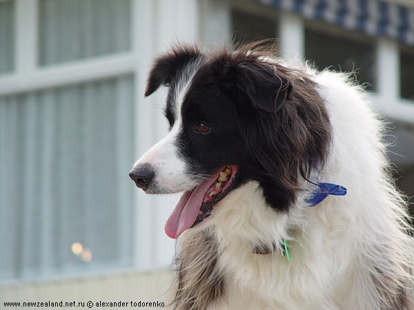 Бордер Колли, Milford Beach, Окленд, Новая Зеландия (Milford Beach, Auckland, New Zealand)