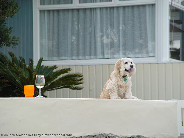 Спаниелька с бокалом белого, Окленд, Новая Зеландия (Auckland, New Zealand)
