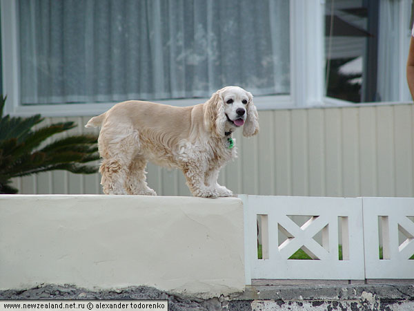Спаниель, Окленд, Новая Зеландия (Auckland, New Zealand)