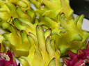 Dragon Fruit (Pitaya)