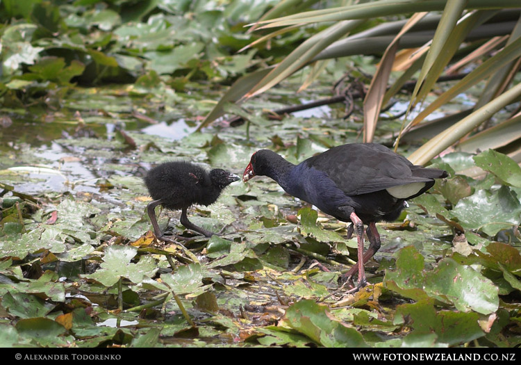 Семейство Пукеко (Pukeko), Rotorua, Новая Зеландия (Rotorua, New Zealand)