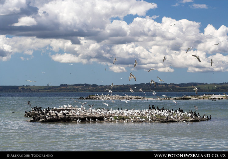 Озеро Роторуа, Rotorua, Новая Зеландия (Rotorua, New Zealand)