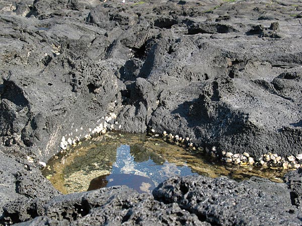 Озерцо среди камней, Окленд, Новая Зеландия (Auckland, New Zealand)
