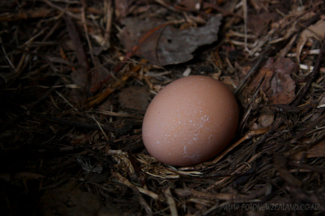 Куриное яйцо в гнезде