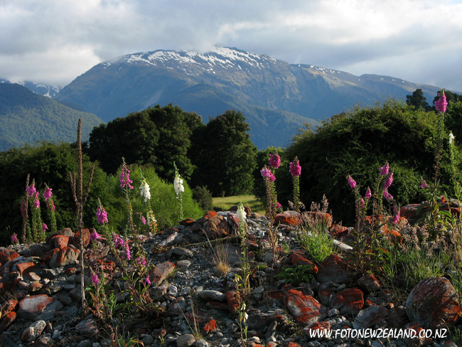 Цветы и заснеженные горные вершины, Новая Зеландия