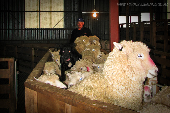 Собака прыгает по спинам овец