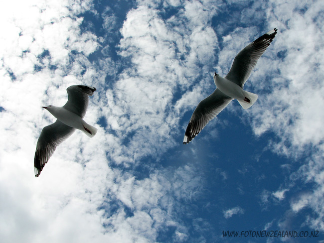 Чайки парят на фоне синего неба